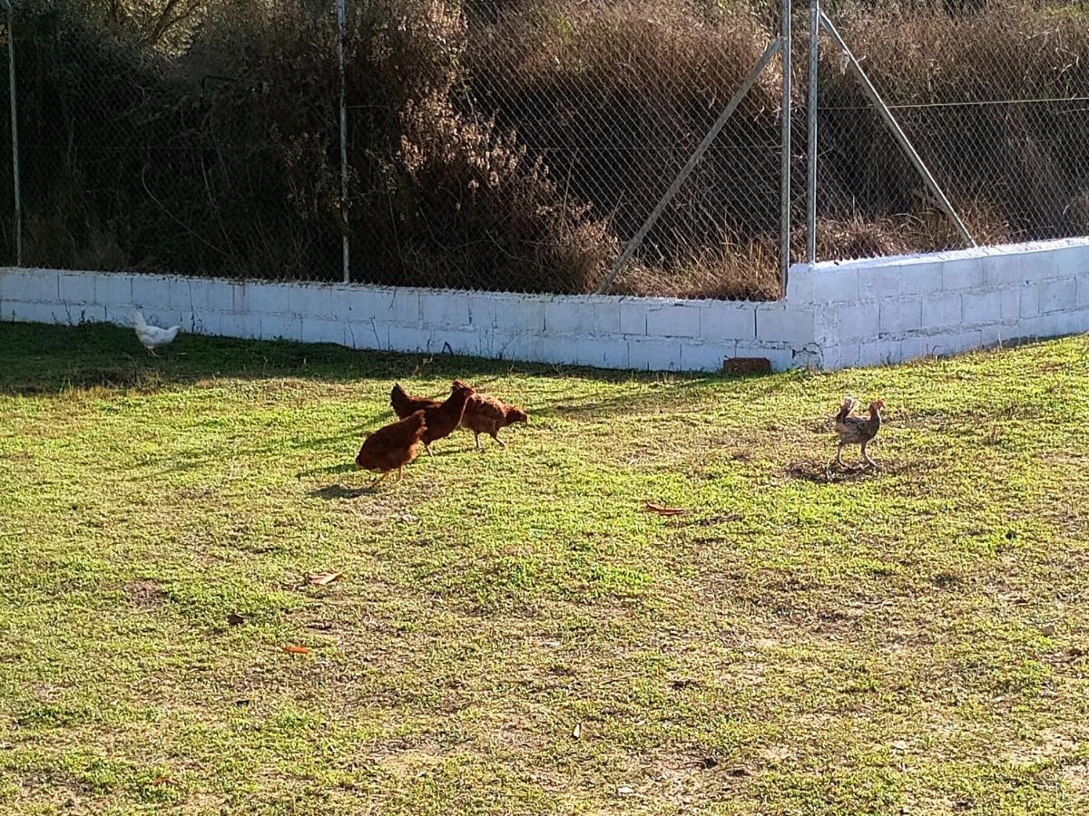 Casa De Campo Los Manueles Ideal Perros Pet Friendly Gojar エクステリア 写真