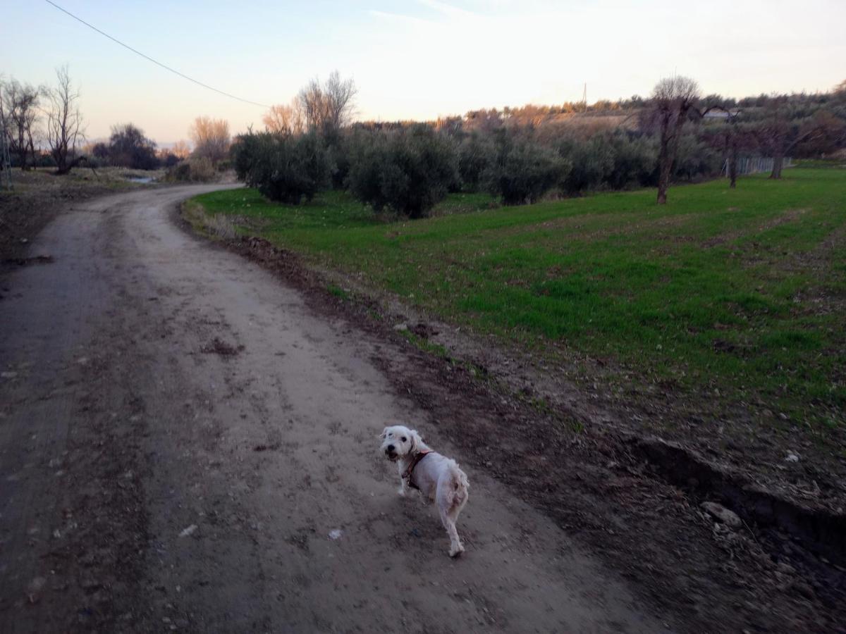 Casa De Campo Los Manueles Ideal Perros Pet Friendly Gojar エクステリア 写真